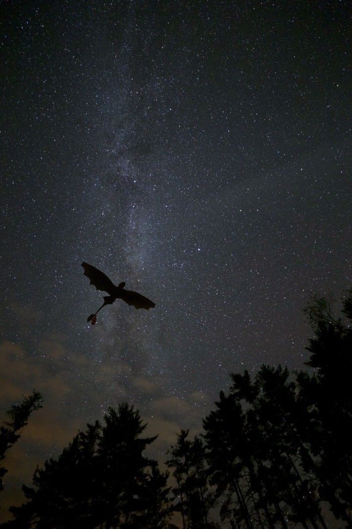 the night sky is filled with stars and silhouettes of trees in front of an airplane