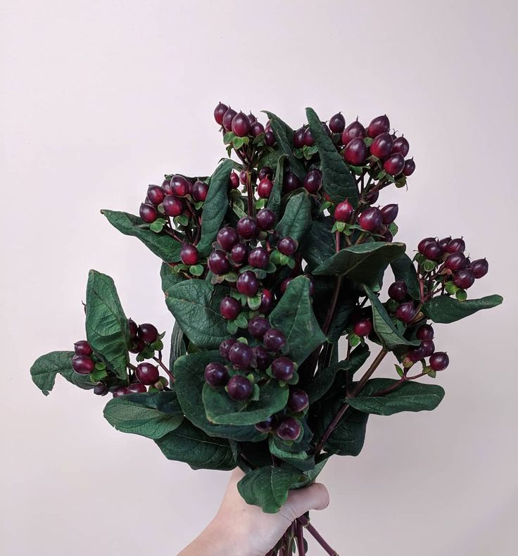 a hand holding a plant with red berries on it