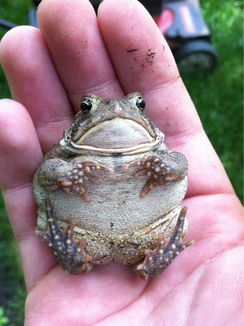 a small frog sitting in the palm of someone's hand