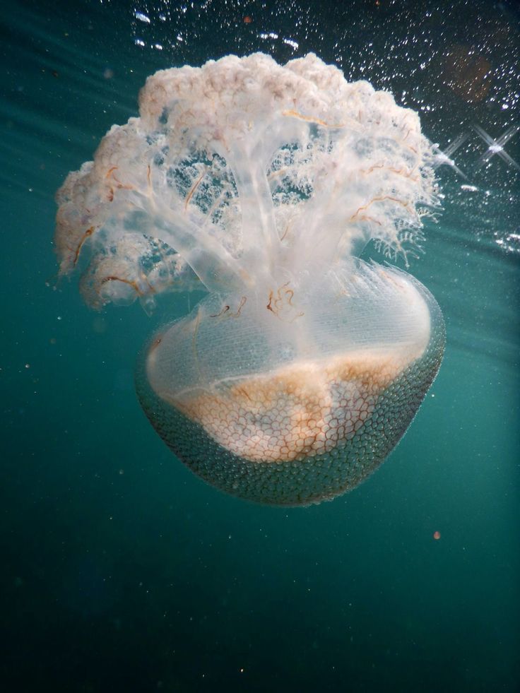 an underwater view of a jellyfish in the water