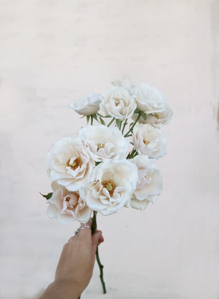 a hand holding a bunch of white flowers