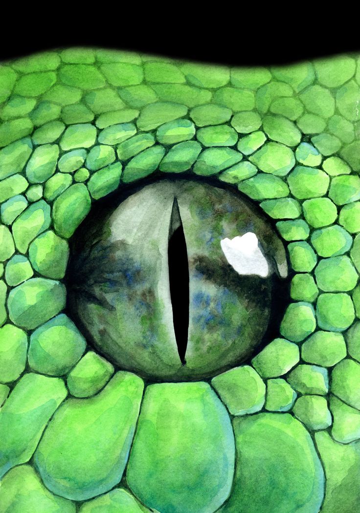 a drawing of a green snake's eye on a piece of paper