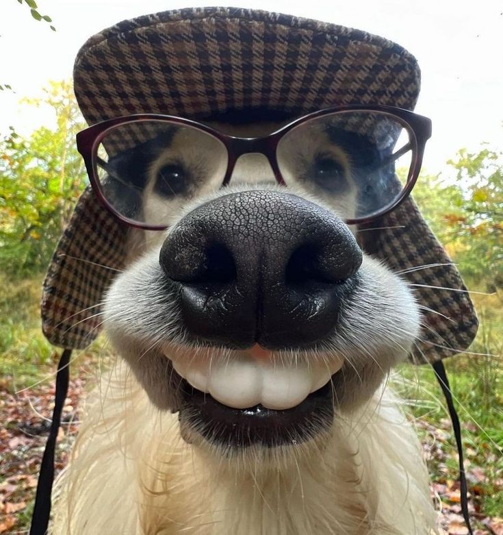 a close up of a dog wearing glasses and a hat