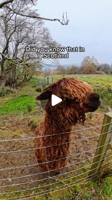 a brown sheep standing next to a wire fence