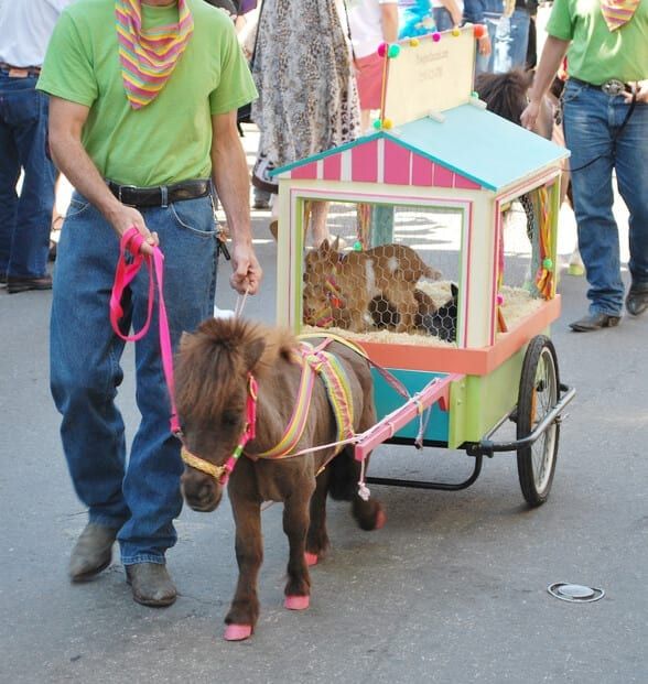 a man pulling a small cart with two ponies in it and people standing around