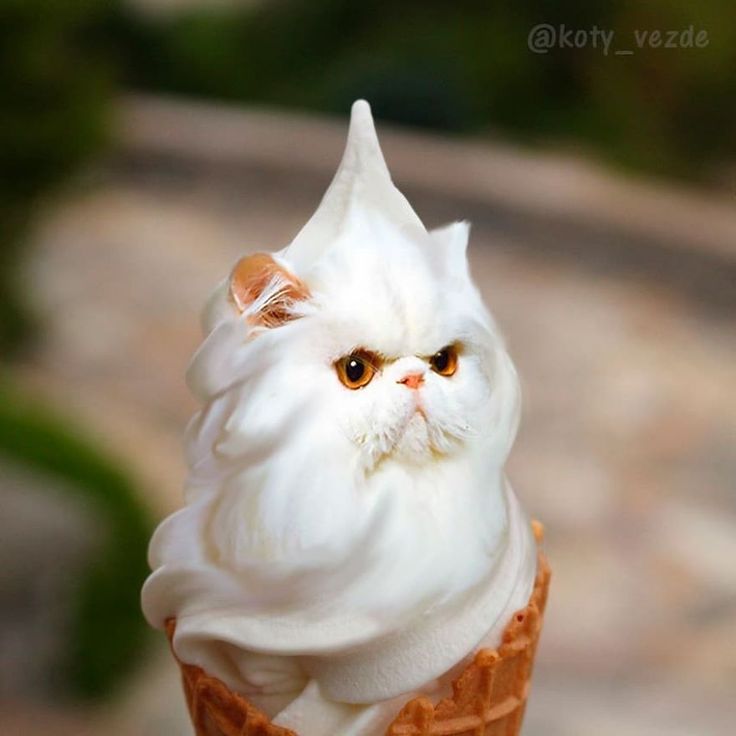 a white cat is sitting in an ice cream cone