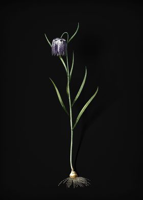 a purple flower with roots on a black background