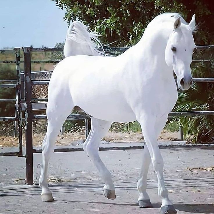 a white horse standing in an enclosed area