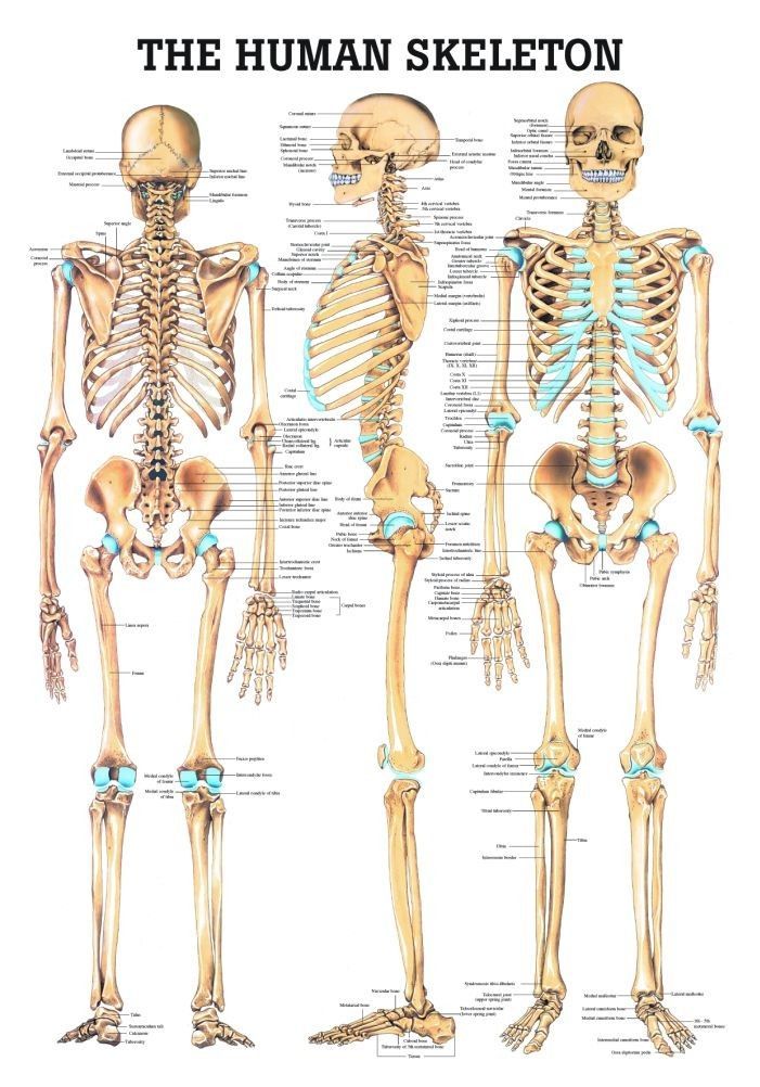 the human skeleton and its major bones