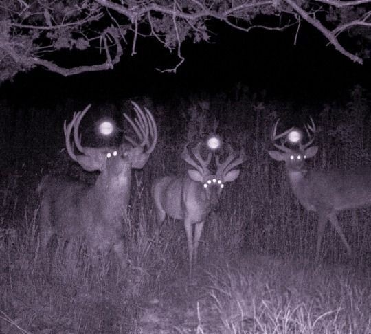 three deer standing next to each other in the woods at night time with lights on their antlers