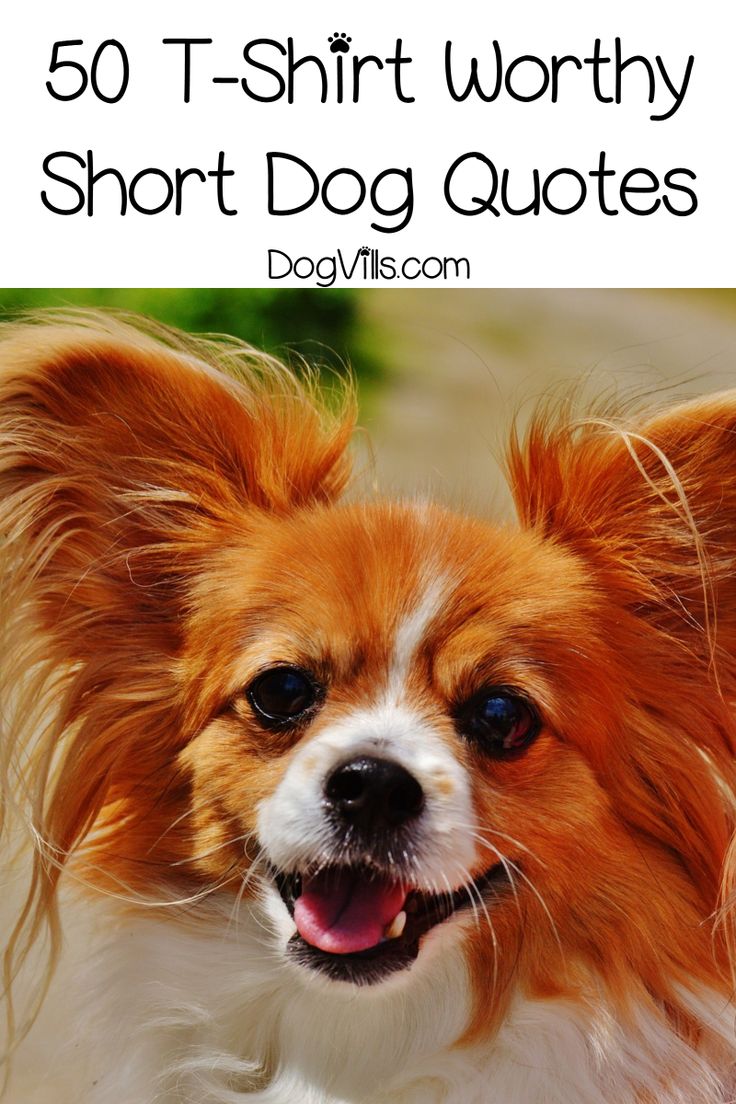 a brown and white dog with the words 50 t - shirt worthy short dog quotes