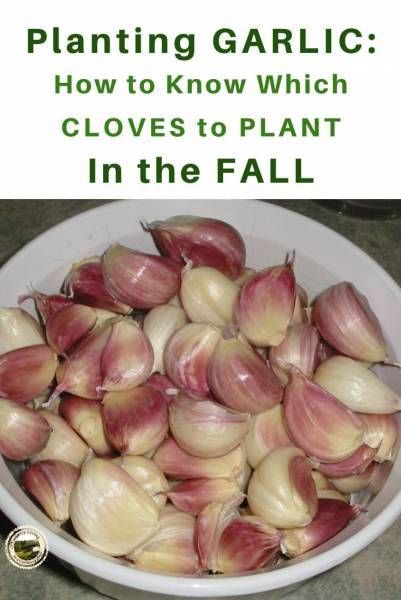 garlic cloves in a bowl with text overlay - planting garlic how to know which cloves to plant in the fall