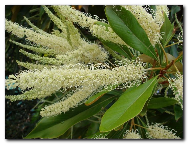 some white flowers and green leaves on a tree