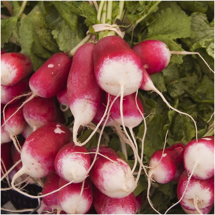 some red and white radishes with green leaves