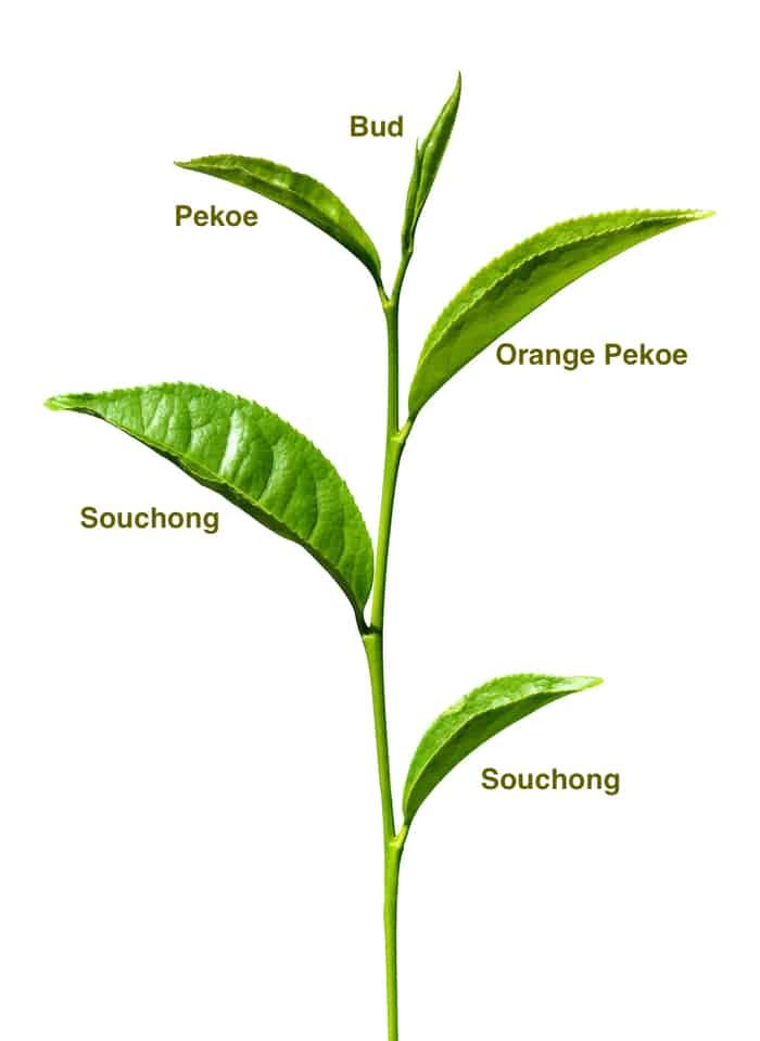 the parts of a plant that are labeled in english and vietnamese words, including bud, pekoe, orange poke, souruong, souchong, suctiong