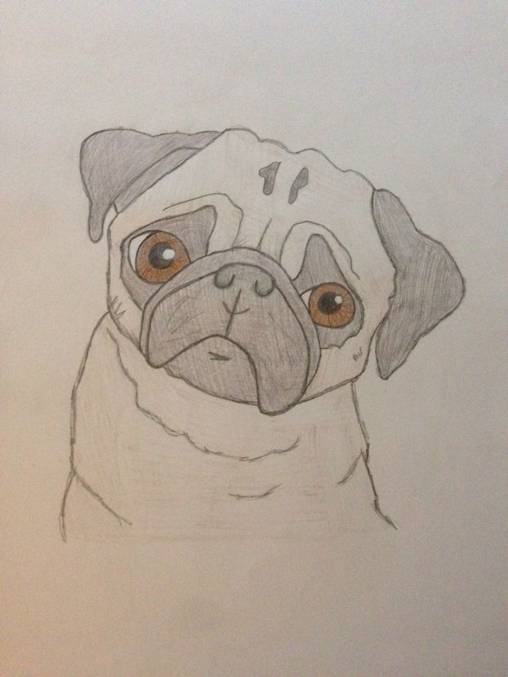 a drawing of a pug dog with brown eyes