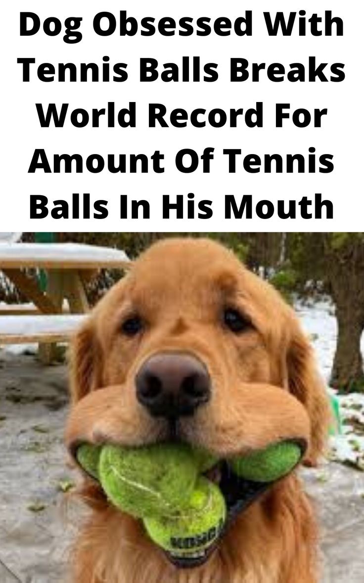 a dog holding a tennis ball in its mouth with the caption, dog dressed with tennis balls breaks world record for amount of tennis balls in his mouth