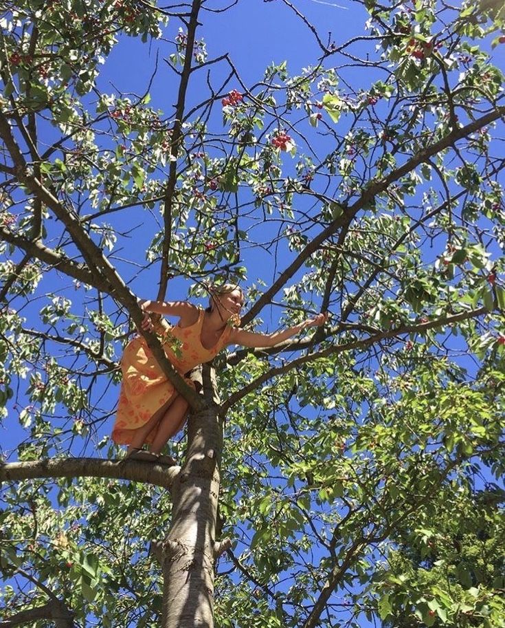 an orange plastic bag stuck in the top of a tree