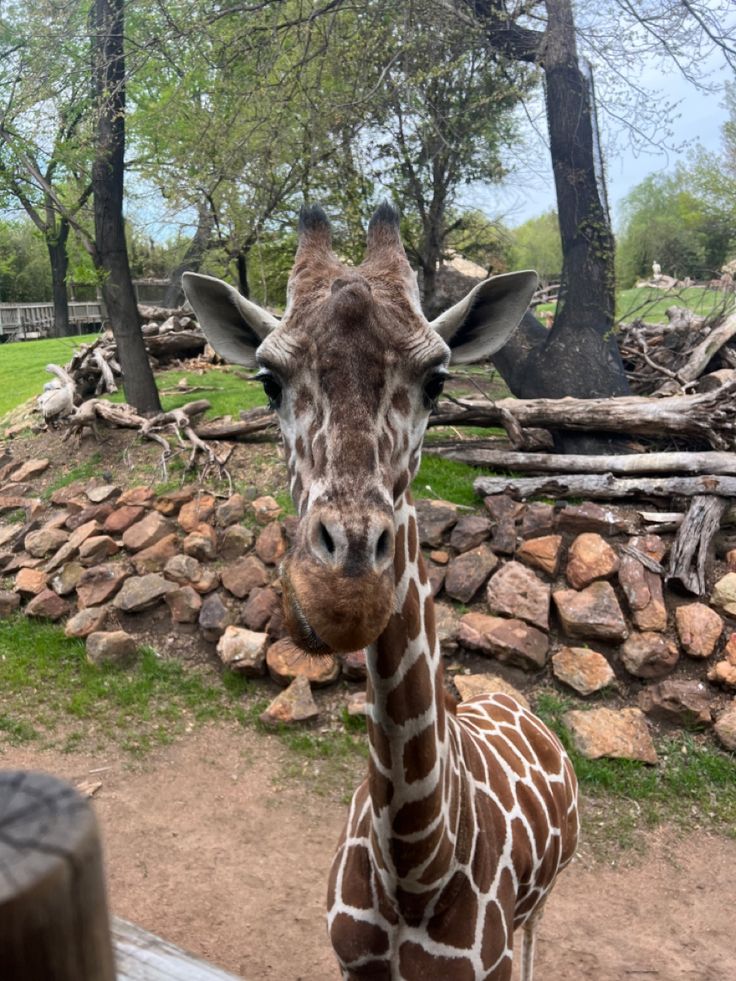 a giraffe standing next to a pile of rocks on a dirt ground near trees