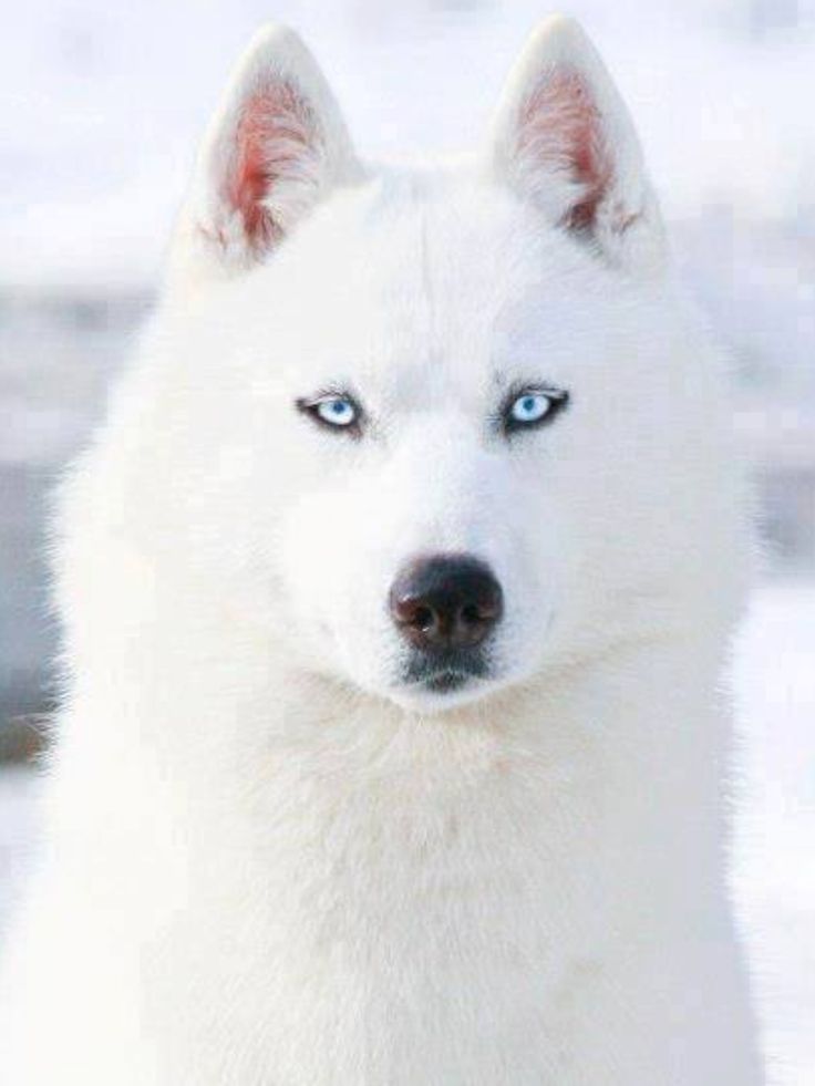 a white dog with blue eyes sitting in the snow