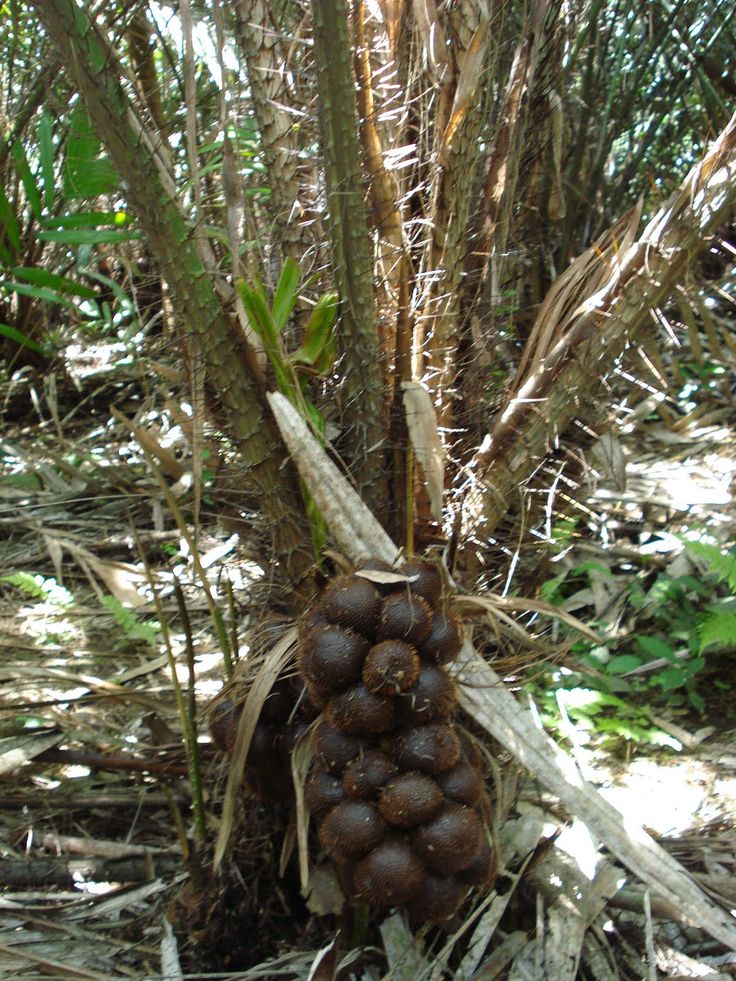 a bunch of fruit hanging from a tree in the woods with grass and trees around it