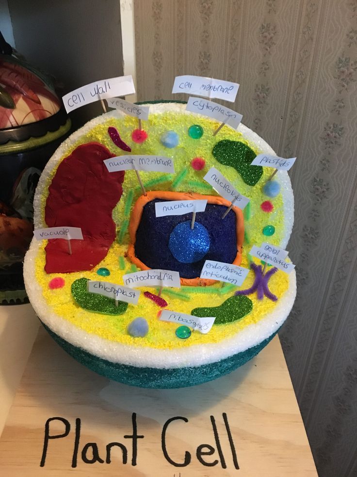 a plant cell made out of felt and paper with words written on the top, surrounded by other items