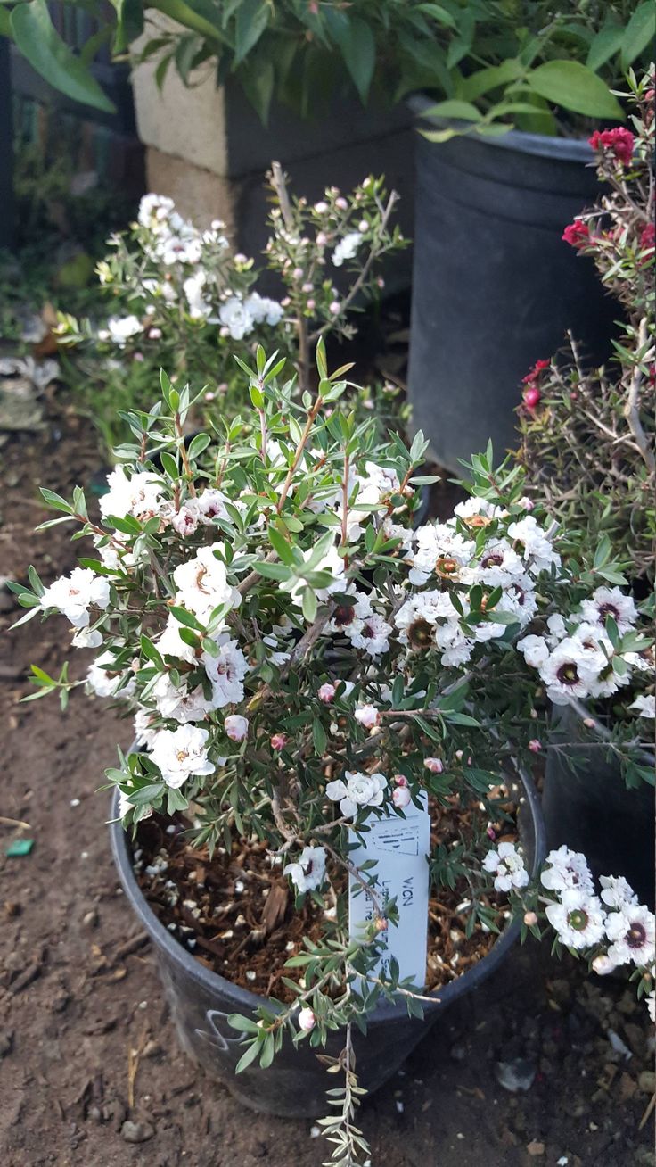 several potted plants with white flowers and green leaves in the middle of dirt area