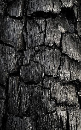 black and white photograph of tree bark