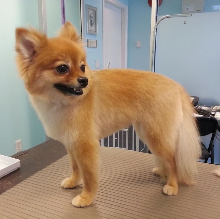 a small brown dog standing on top of a hair salon table in front of a mirror