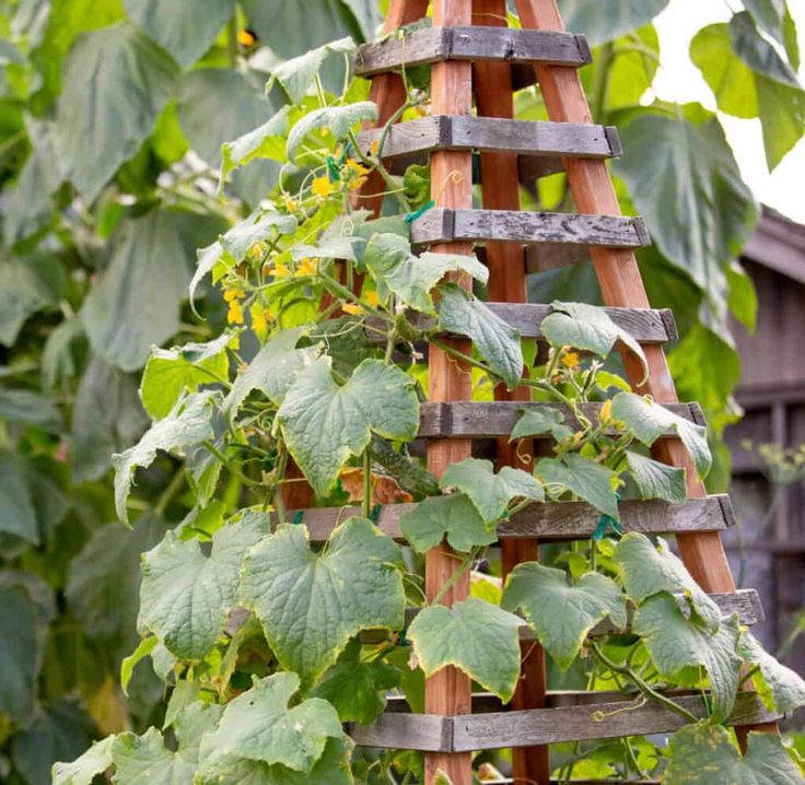 a wooden ladder is covered with green leaves