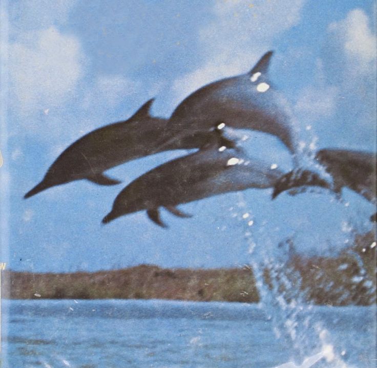 three dolphins jumping out of the water with blue sky and clouds behind them in an old postcard