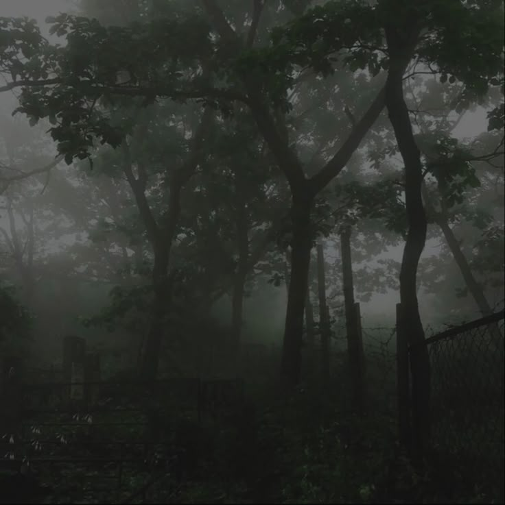 foggy forest with trees and fence in the foreground