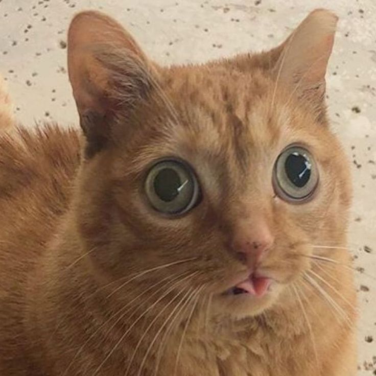 an orange cat with big blue eyes sitting on the floor looking up at the camera