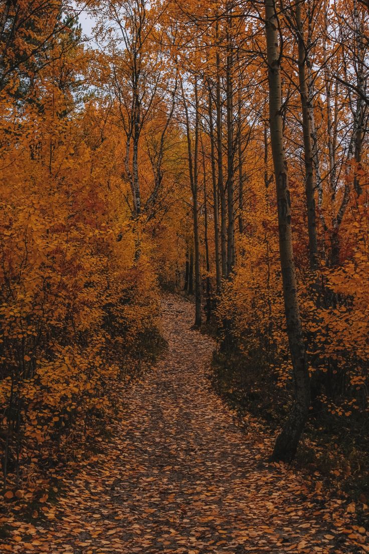 a path in the woods with lots of leaves on it and yellow trees lining both sides