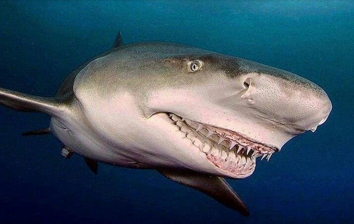 a large shark with its mouth open in the blue water, looking at the camera