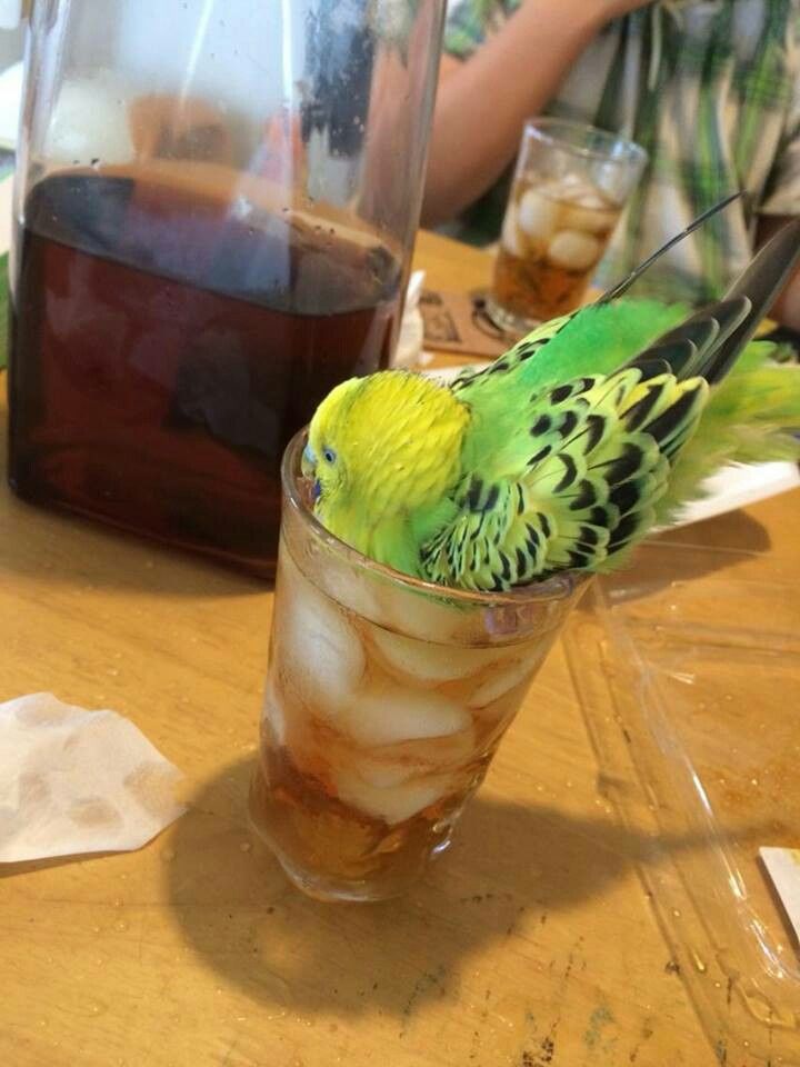 a green and yellow bird sitting on top of a glass filled with ice tea next to a drink