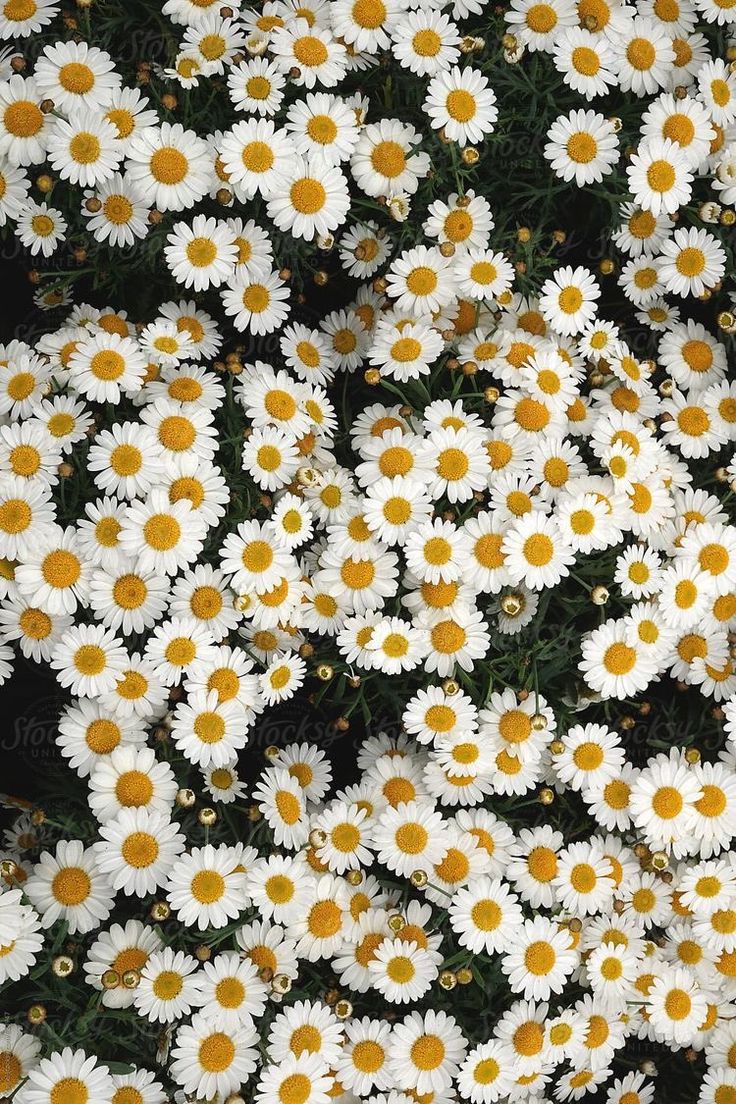 many white and yellow daisies in a field