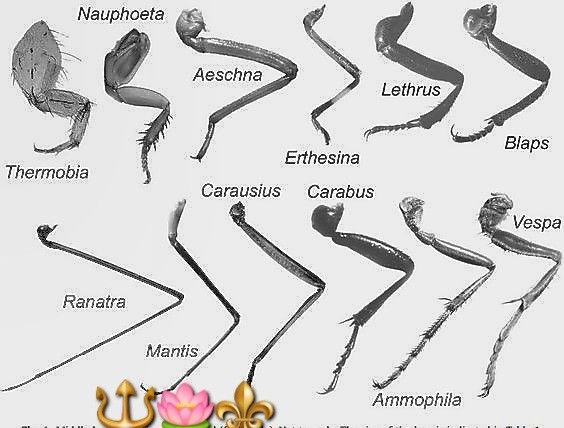 an image of different types of worms