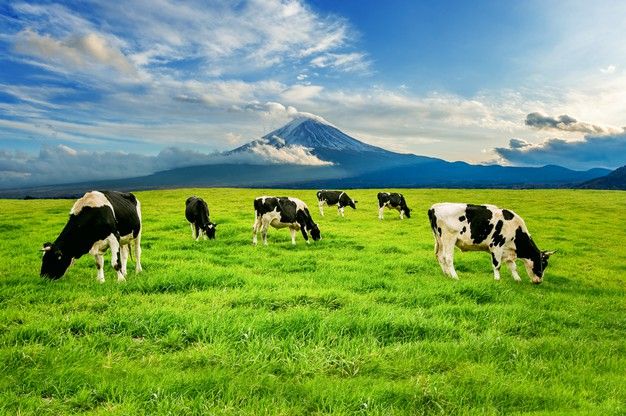 several cows grazing in a field with a mountain in the background