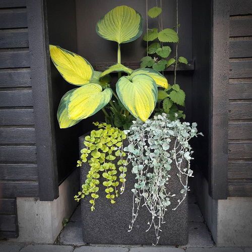 two planters with plants in them sitting on the side of a building next to each other