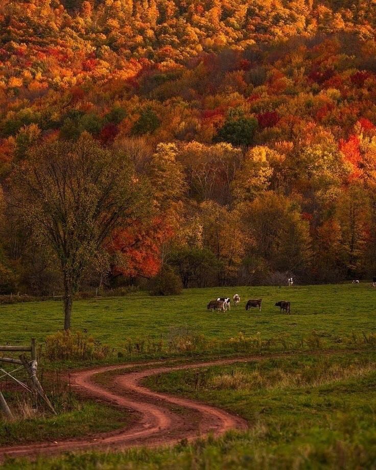 horses graze in a field with colorful trees behind them and a dirt road running through the grass