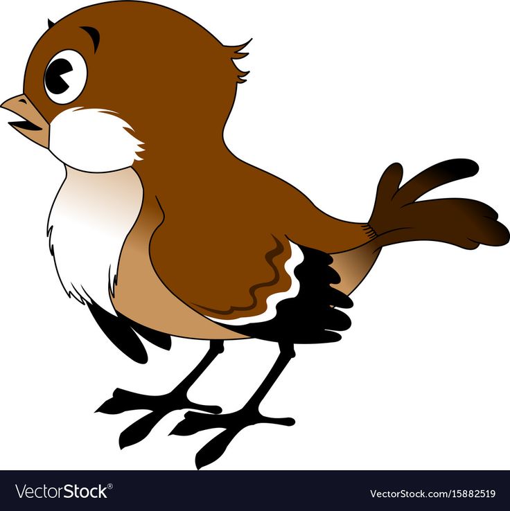 a brown and white bird standing on one leg