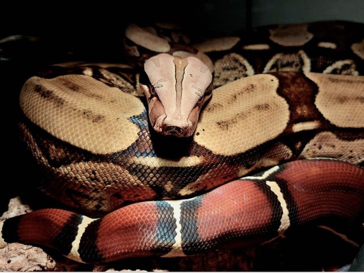 a large snake is curled up on the ground