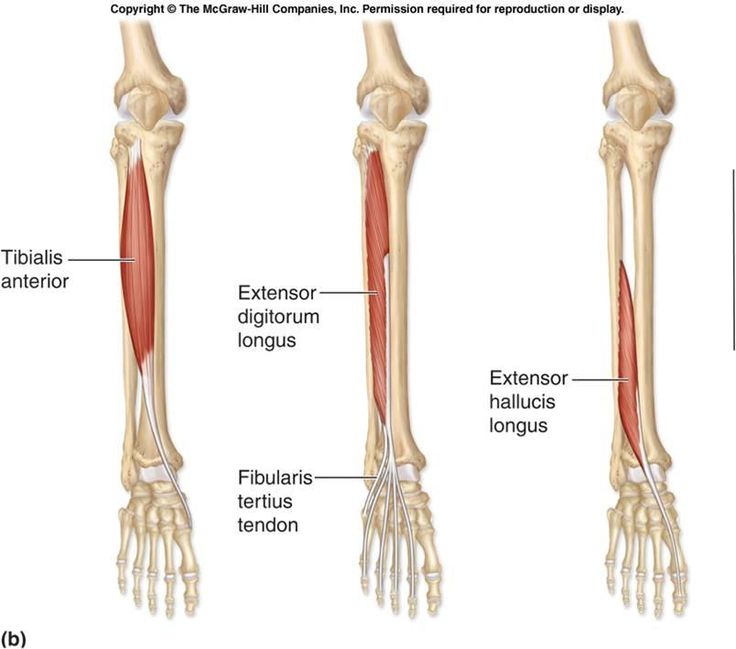 the muscles are labeled in red and white, with their corresponding bones highlighted on each side