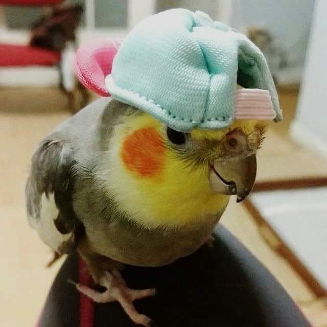 a bird with a hat on top of it's head