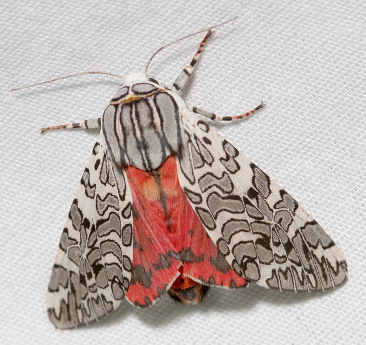 a close up of a moth on a white surface