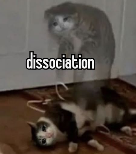 an image of a cat that is on the floor with caption saying dissociation