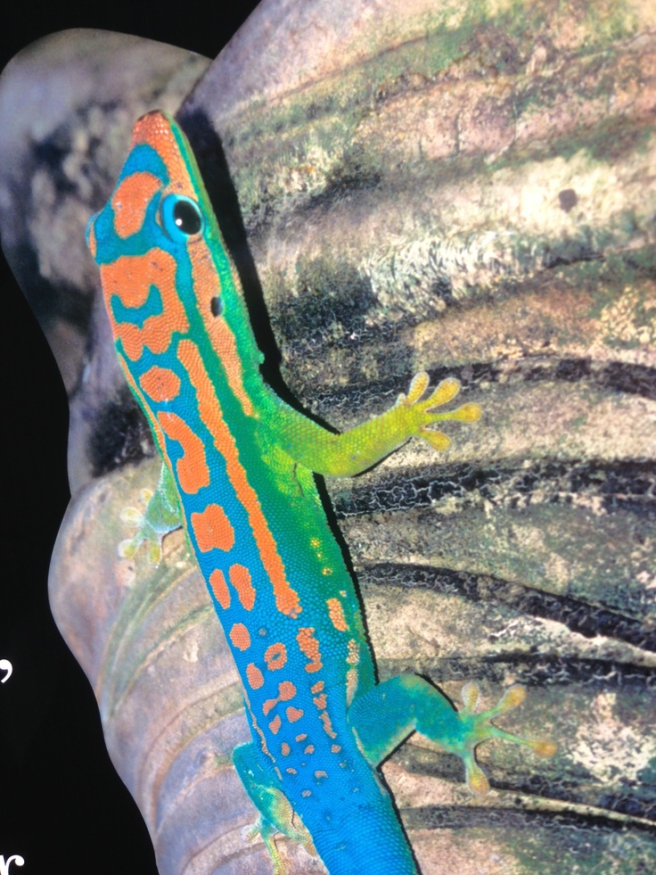 a colorful gecko sitting on top of a rock