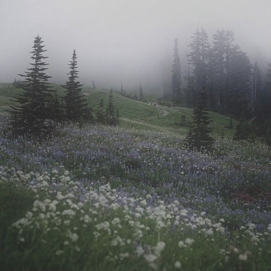 a field with trees and flowers in the fog