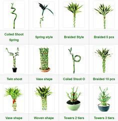 an image of different types of plants in the same potted plant type and shape